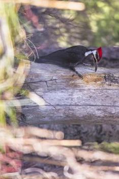 Paperback Pileated Woodpecker, Birds of the World: Blank 150 Page Lined Journal for Your Thoughts, Ideas, and Inspiration Book
