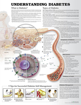 Wall Chart Understanding Diabetes Anatomical Chart Book