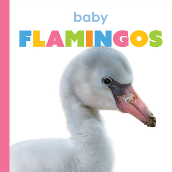 Baby Flamingos