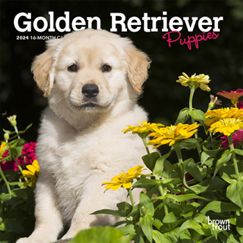 Calendar Golden Retriever Puppies 2024 Mini 7x7 Book