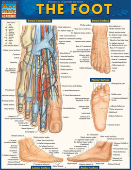 Misc. Supplies Anatomy of the Foot: A Quickstudy Laminated Reference Guide Book