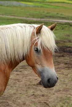 Paperback Beautiful Purebred Haflinger AKA Avelignese Horse Portrait Journal: 150 Page Lined Notebook/Diary Book