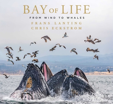 Hardcover Bay of Life: From Wind to Whales Book