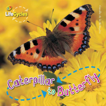 Caterpillar to Butterfly - Book  of the Lifecycles