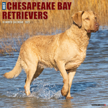 Calendar Just Chesapeake Bay Retrievers 2023 Wall Calendar Book