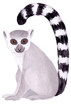 Notebook: for lemur lovers
