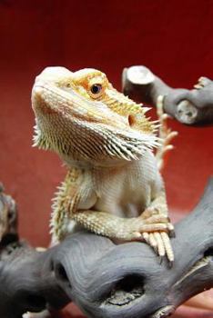 Paperback Bearded Dragon Lizard Journal: 150 page lined notebook/diary Book