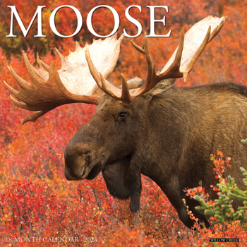 Calendar Moose 2024 12 X 12 Wall Calendar Book