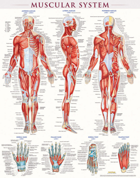 Paperback Muscular System Poster (22 X 28 Inches) - Laminated: A Quickstudy Anatomy Reference Book