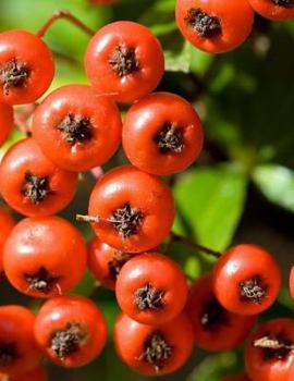 Berry Berries Raspberry Raspberries Blue Red Blueberry Blackberry Black Mulberry: Notebook Large Size 8.5 x 11 Ruled 150 Pages Softcover