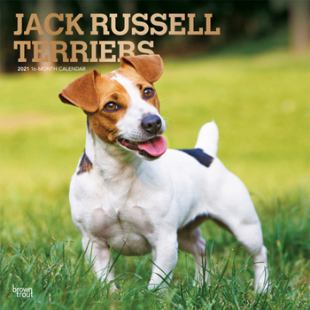 Calendar Jack Russell Terriers 2021 Square Foil Book