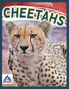 Paperback Cheetahs Book