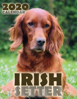 Paperback Irish Setter 2020 Calendar Book