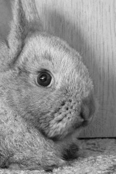 Paperback Rabbit Notebook Book