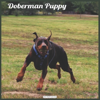 Doberman Puppy 2021 Wall Calendar: Official Doberman Dogs 2021 Wall Calendar