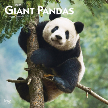 Giant Pandas 2021 Square