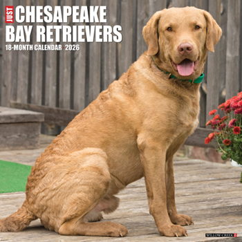 Calendar Chesapeake Bay Retrievers 2026 12 X 12 Wall Calendar Book
