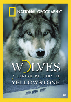 DVD National Geographic: Wolves, A Legend Returns To Yellowstone Book