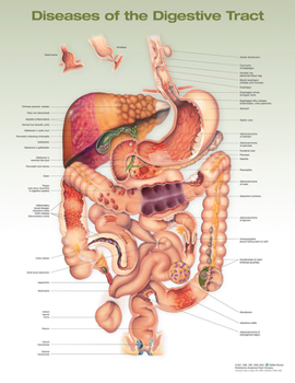 Wall Chart Diseases of the Digestive Tract Anatomical Chart Book