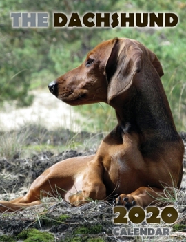 Paperback The Dachshund 2020 Calendar Book