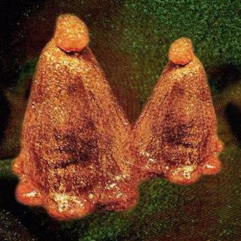 Vinyl Oocyte Oil & Stolen Androgens Book