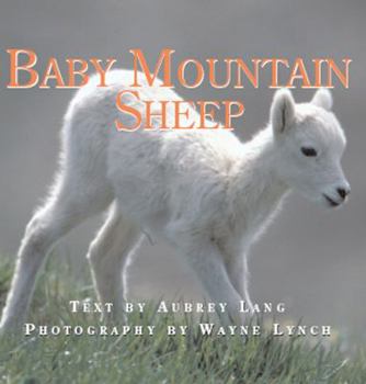 Paperback Baby Mountain Sheep Book