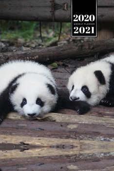 Paperback Panda Bear Week Planner Weekly Organizer Calendar 2020 / 2021 - Relaxing Babies: Cute Wildlife Animal Bullet Journal Notebook Diary in 6" x 9" Inch Po Book