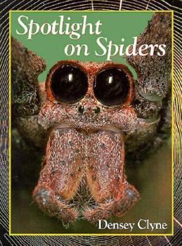 Paperback Spotlight on Spiders Book