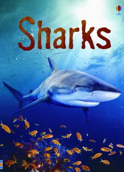 Hardcover Sharks: Information for Young Readers - Level 1 Book