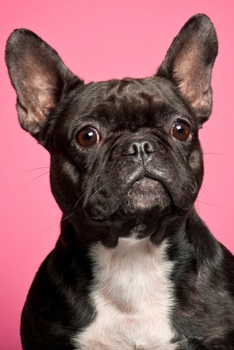 Paperback French Bulldog Frenchie Lovers 2020 Weekly Monthly Planner: Diary with Agenda & Appointments Calendar Schedule, To Do List & Notes - Cute French Bulld Book