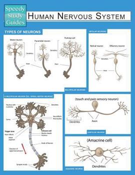 Paperback Human Nervous System (Speedy Study Guide) Book