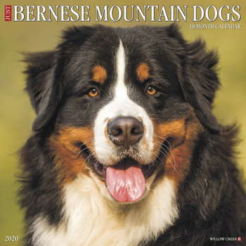 Calendar Just Bernese Mountain Dog 2020 Wall Calendar (Dog Breed Calendar) Book