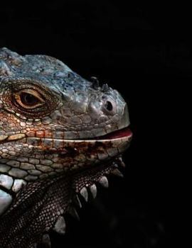 Paperback Iguana Lizard Reptile Herpetology Animal Notebook Book