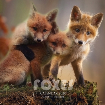 Paperback Foxes Calendar 2020: 16 Month Calendar Book