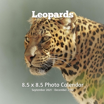Leopards 8.5 X 8.5 Calendar September 2021 -December 2022: Monthly Calendar with U.S./UK/ Canadian/Christian/Jewish/Muslim Holidays Big Cats Animals Nature