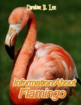 Information About Flamingo: Animal fact for girl age 1-10 Animal fact for boy age 1-10 flamingos fun facts