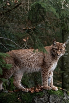 Paperback Bobcat in the Forest Journal: 150 Page Lined Notebook/Diary Book