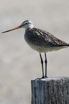 Paperback Marbled Godwit Bird Journal: 150 Page Lined Notebook/Diary Book