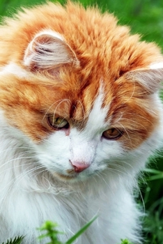 CUTE PRECIOUS CAT LOVERS WRITING & SKETCHING NOTEBOOK JOURNAL: Cute Journal & Blank Notebook with CAT related Theme | School, College & Work Journal ... Lovers (UNIQUE CAT GIFTS FOR CAT LOVERS)