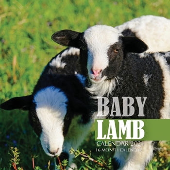 Paperback Baby Lamb Calendar 2021: 16 Month Calendar Book