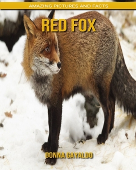 Red Fox: Amazing Pictures and Facts