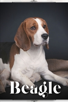 Beagle: Dog breed overview and guide