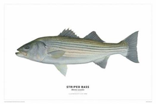 Poster Striped Bass Poster Book