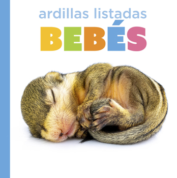 Ardillas listadas bebés