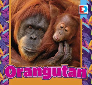 Orangutan