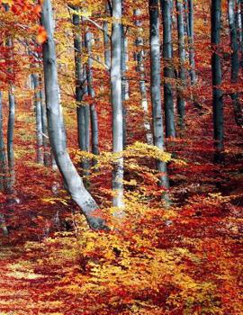 Paperback Fall Composition Book: 8.5 x 11 Wide Ruled Line Paper 200 pages (100 sheets) Book