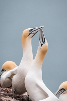 Paperback Northern Gannets Seabirds Journal: 150 Page Lined Notebook/Diary Book