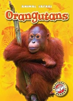 Orangutans - Book  of the Animal Safari