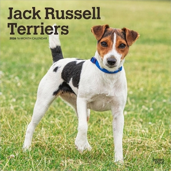 Jack Russell Terriers 2026 12 X 24 Inch (Hanging) Monthly Square Wall Calendar Plastic-Free
