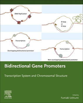 Paperback Bidirectional Gene Promoters: Transcription System and Chromosomal Structure Book